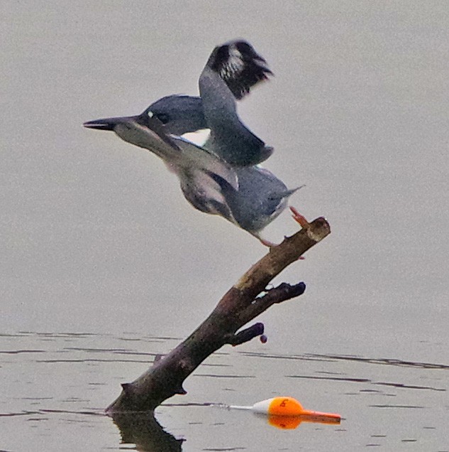 belteisfugl - ML645649622