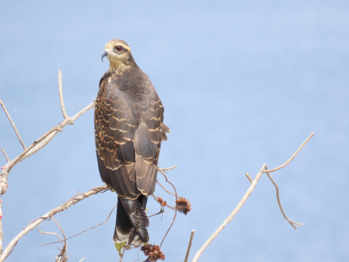 snegleglente - ML645649623