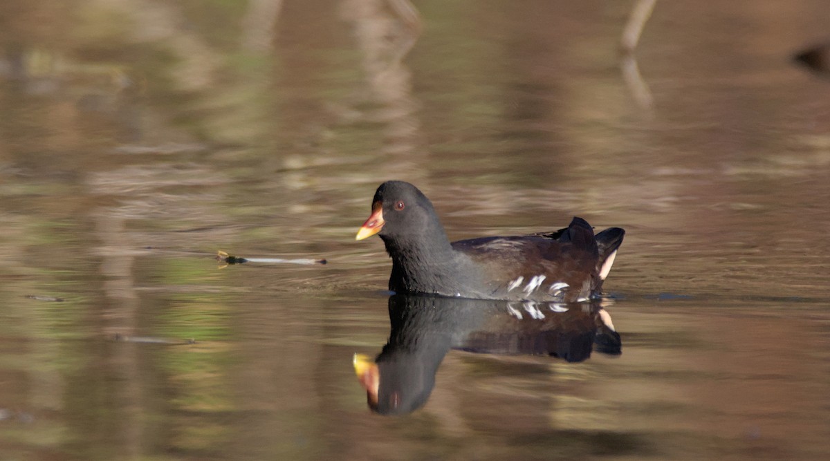 sivhøne - ML645649624