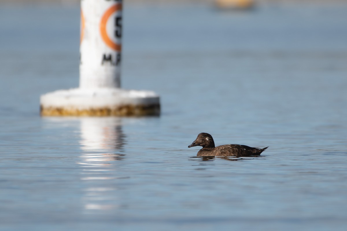 amerikasjøorre - ML645649625