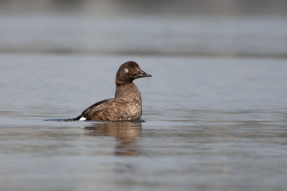 amerikasjøorre - ML645649626