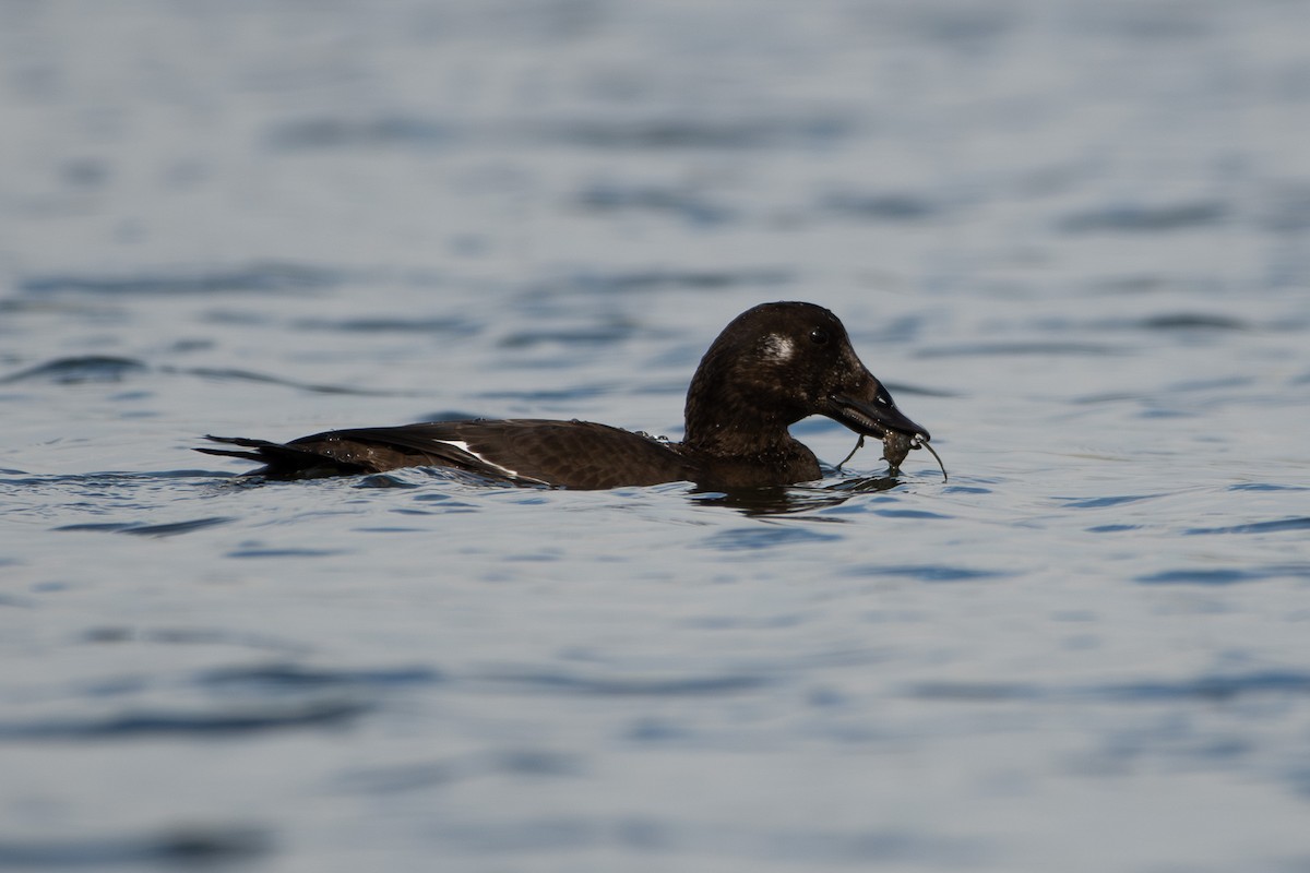 amerikasjøorre - ML645649629