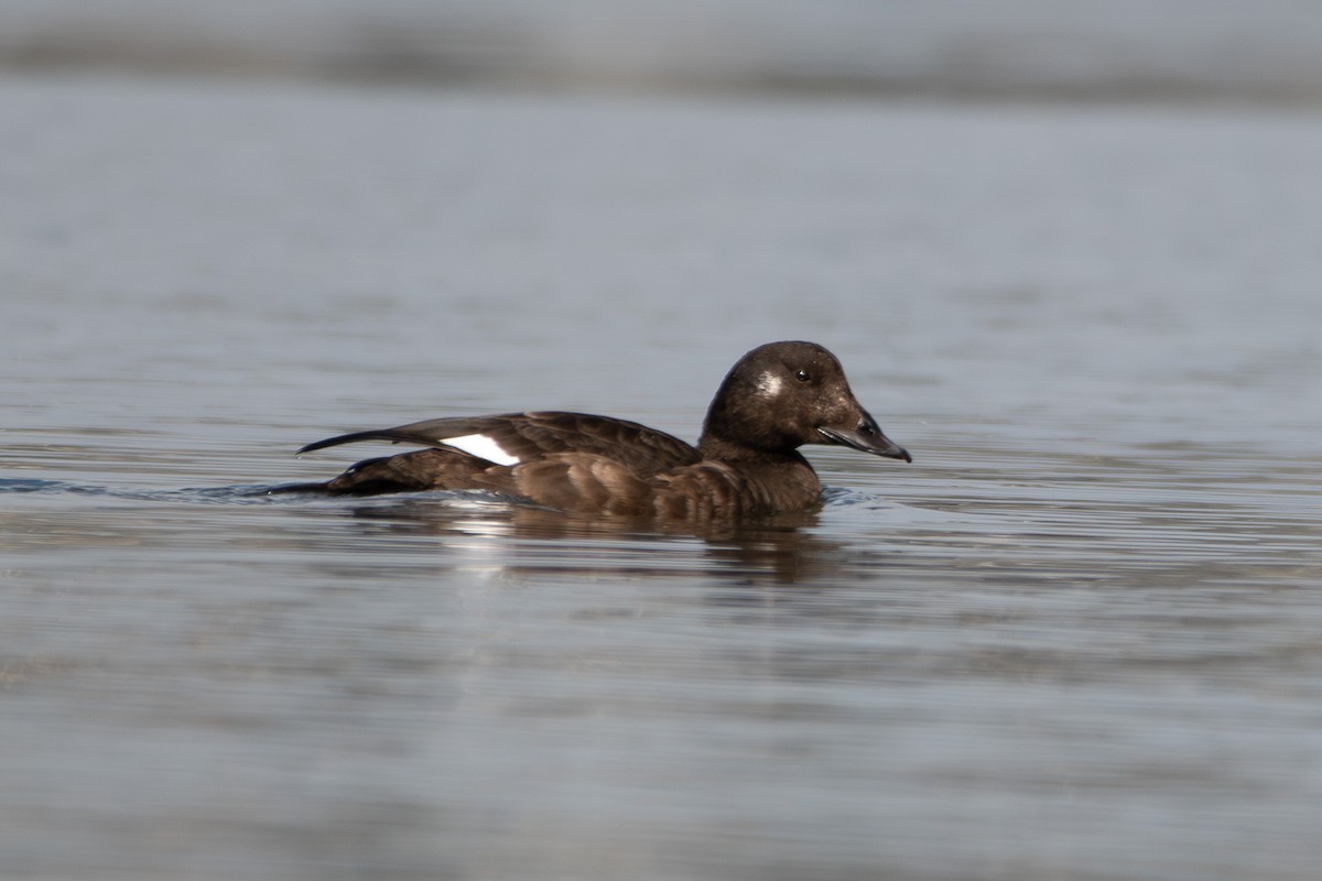 amerikasjøorre - ML645649631