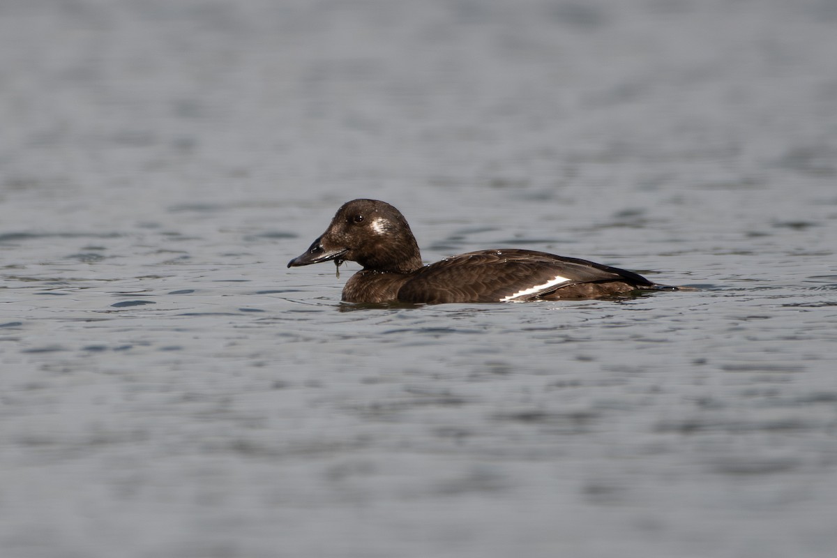 amerikasjøorre - ML645649632