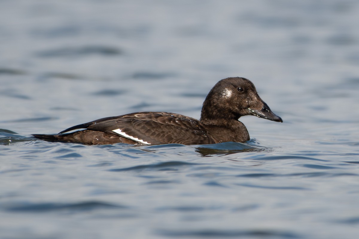 amerikasjøorre - ML645649634