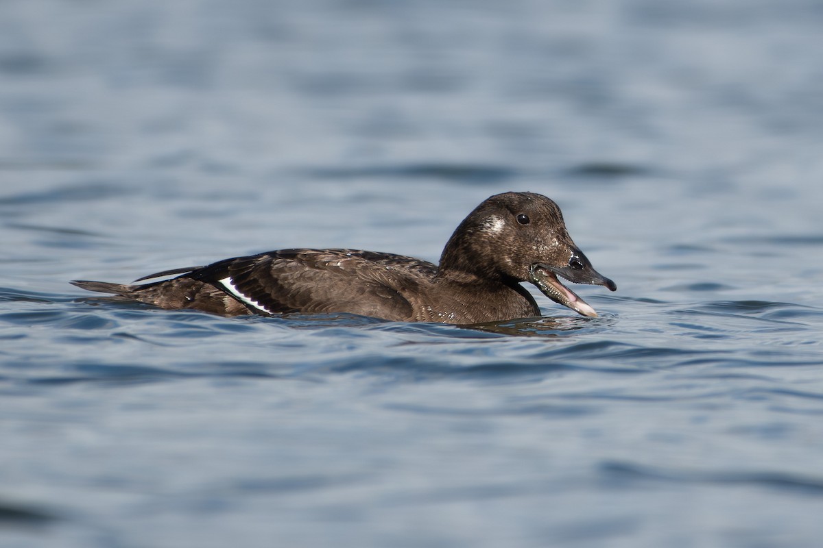 amerikasjøorre - ML645649635