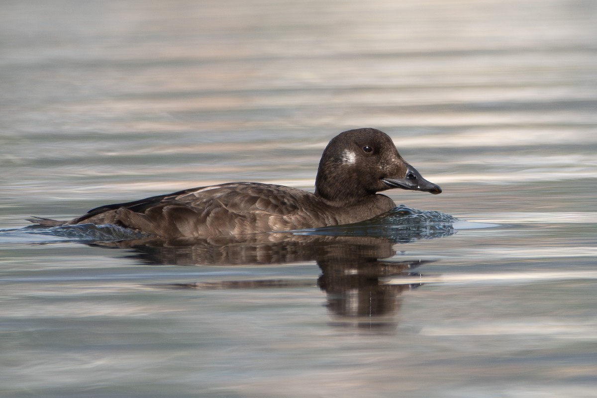 amerikasjøorre - ML645649636