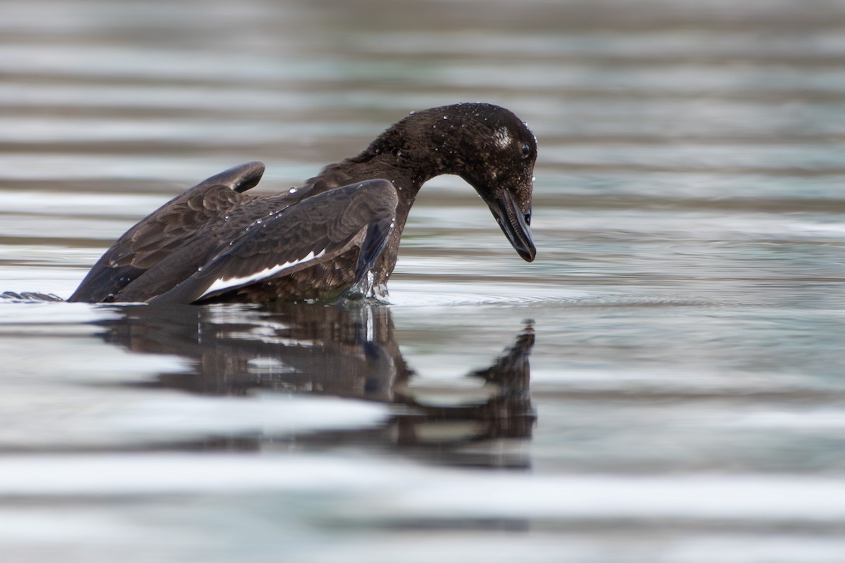 amerikasjøorre - ML645649637