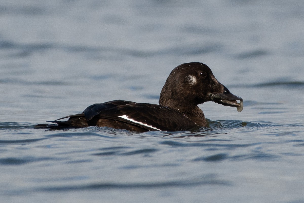 amerikasjøorre - ML645649638