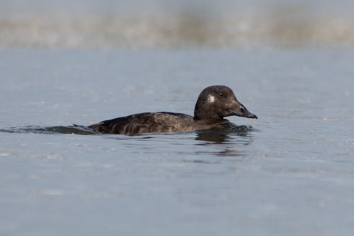 amerikasjøorre - ML645649639