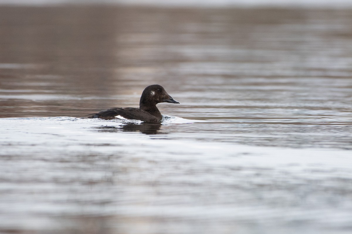 amerikasjøorre - ML645649640