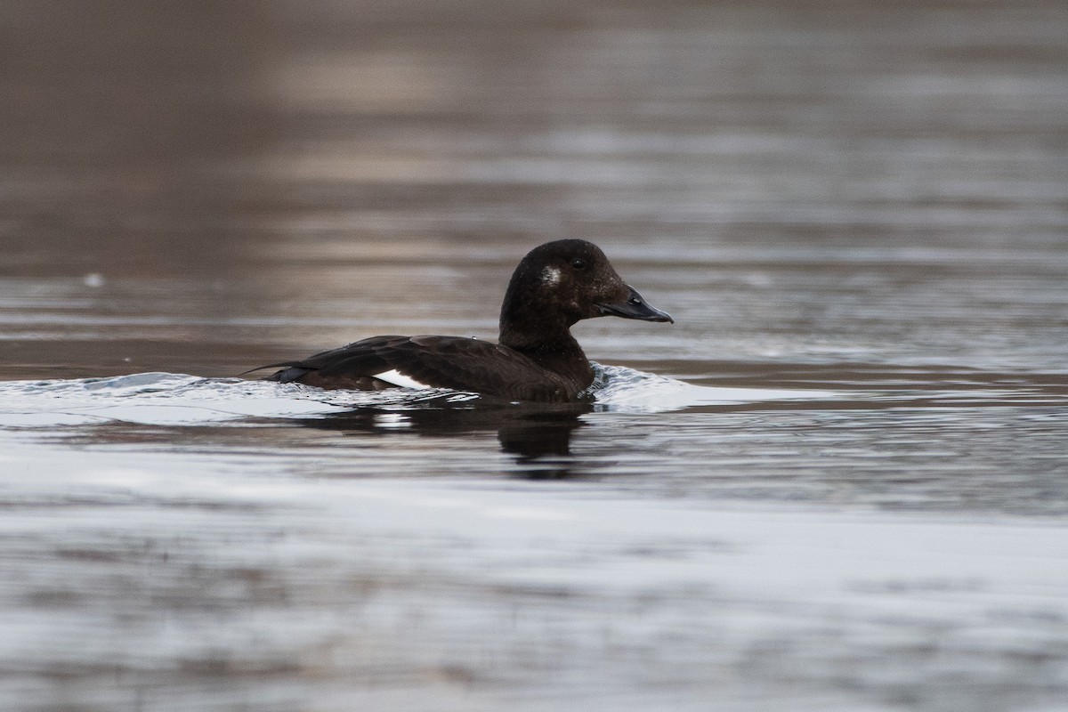 amerikasjøorre - ML645649641