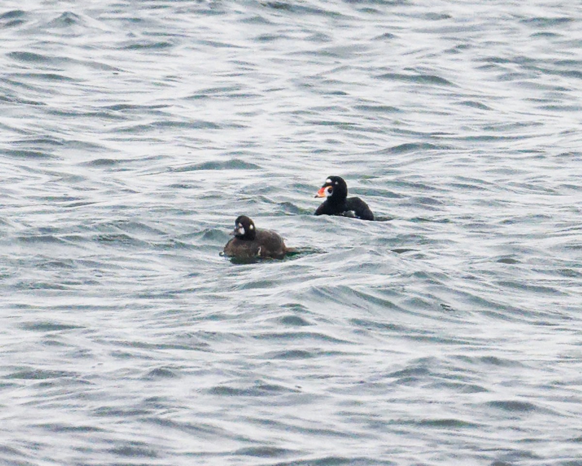 harlekinand - ML645649642