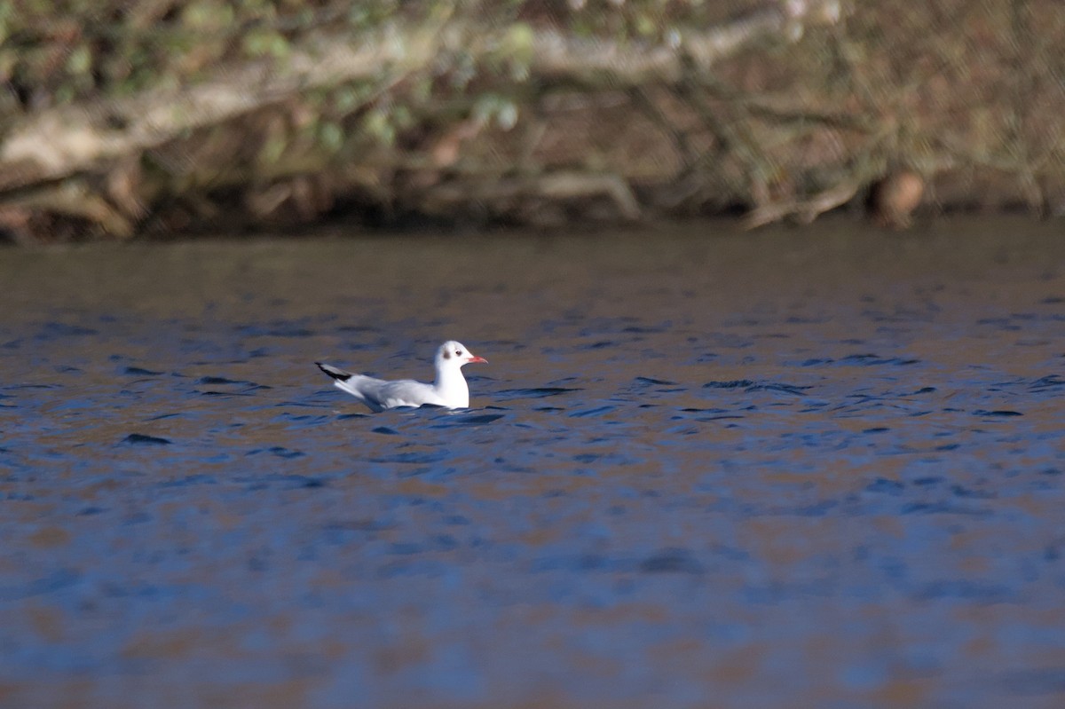 ユリカモメ - ML645649661