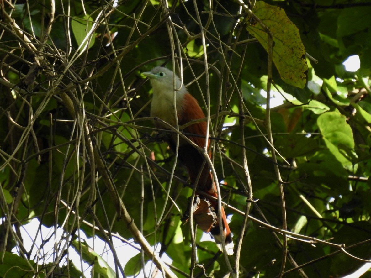 Raffles's Malkoha - ML645649662
