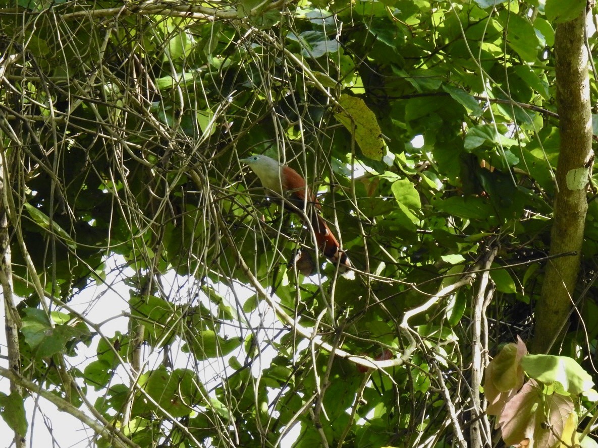 Raffles's Malkoha - ML645649663
