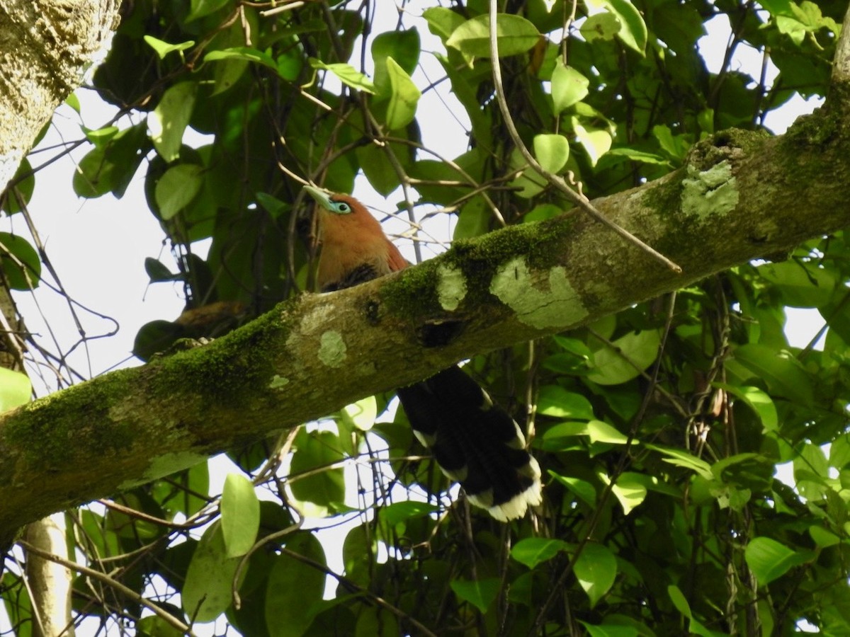 Raffles's Malkoha - ML645649664