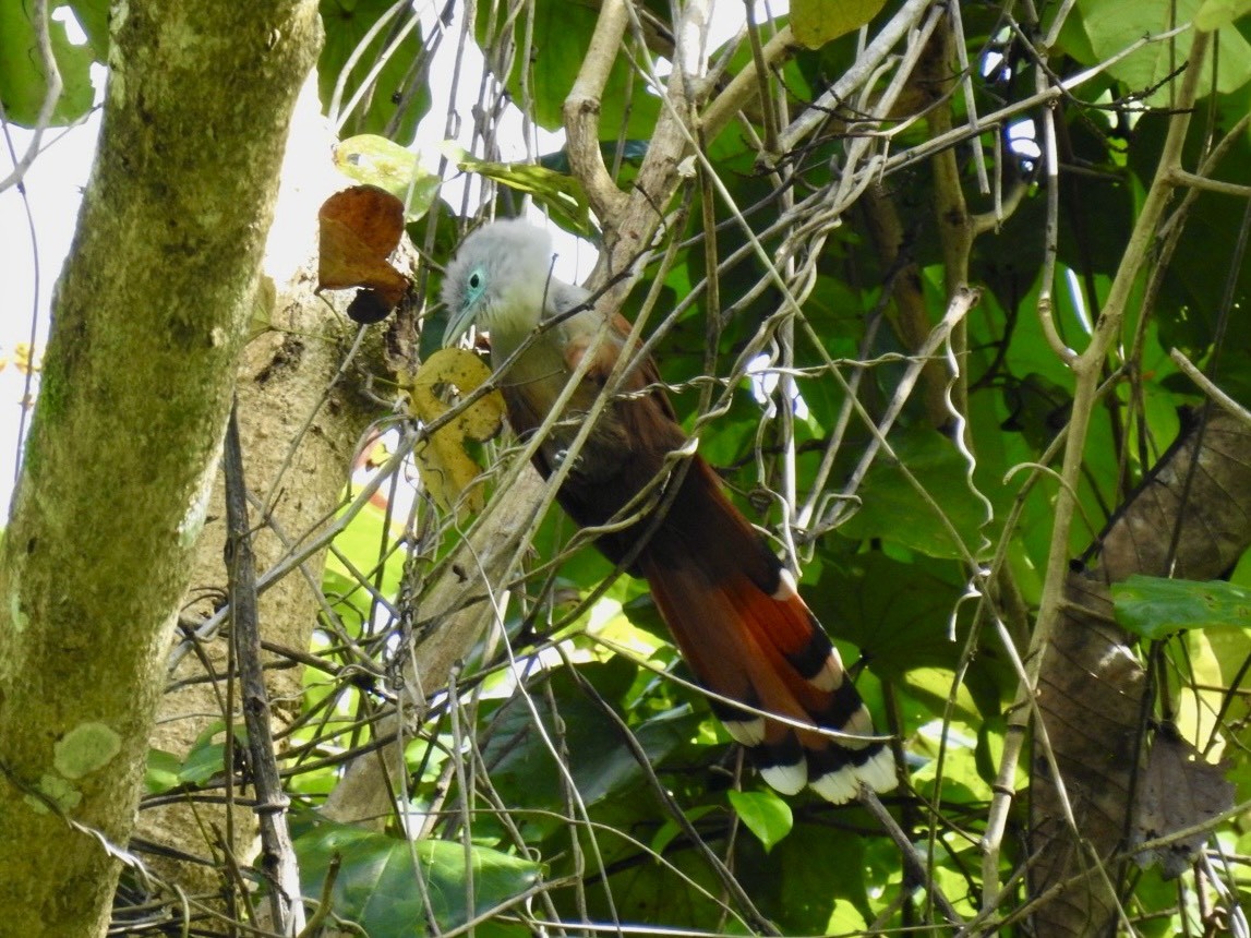 Raffles's Malkoha - ML645649665