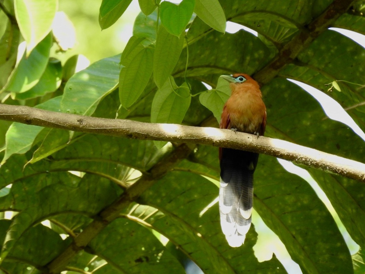 Raffles's Malkoha - ML645649666