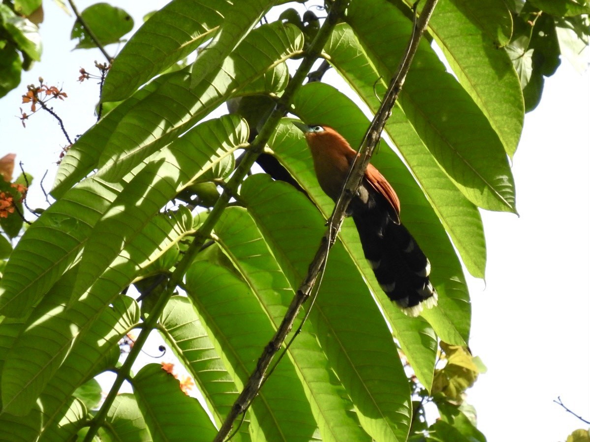 Raffles's Malkoha - ML645649667