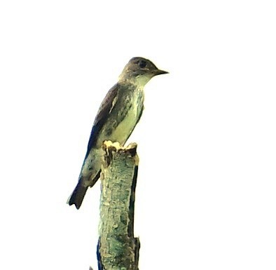 Olive-sided Flycatcher - ML645649674