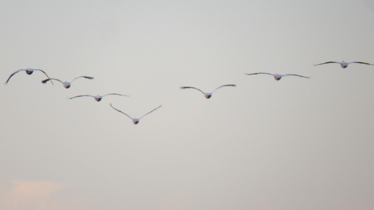 American White Pelican - ML645649686