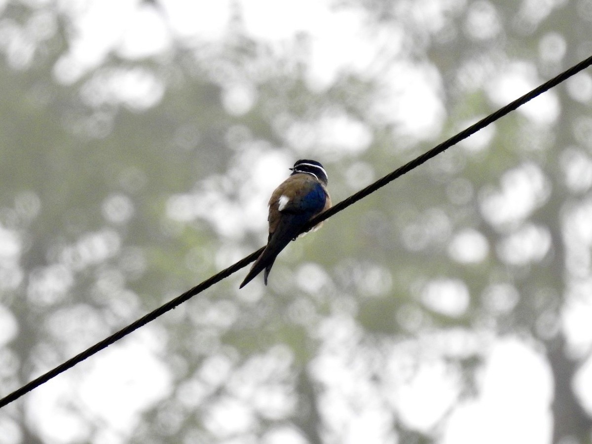 Whiskered Treeswift - ML645649703