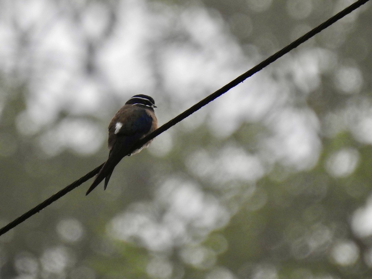 Whiskered Treeswift - ML645649704