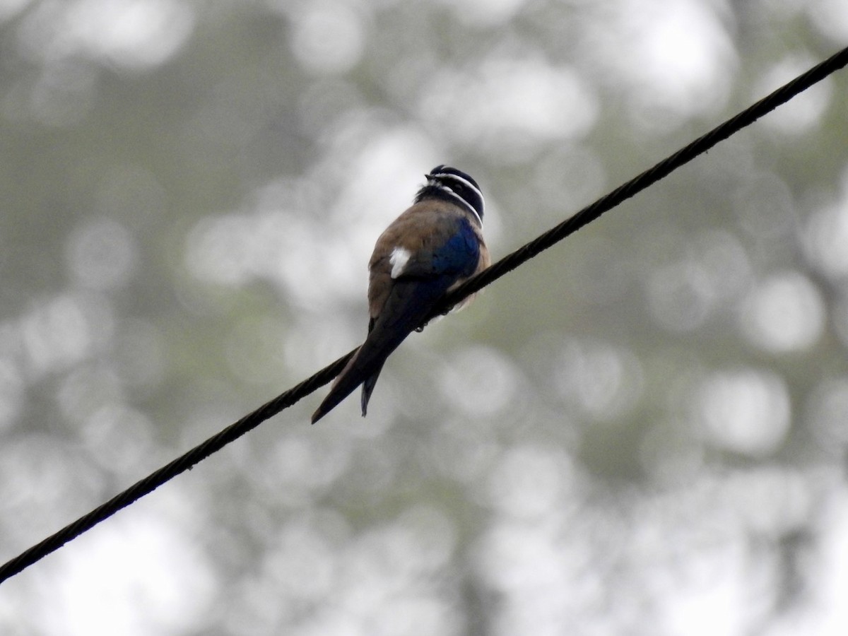 Whiskered Treeswift - ML645649705