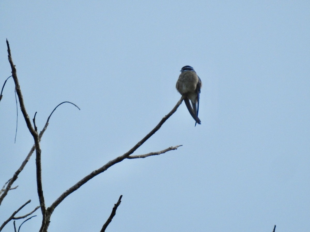 Whiskered Treeswift - ML645649706