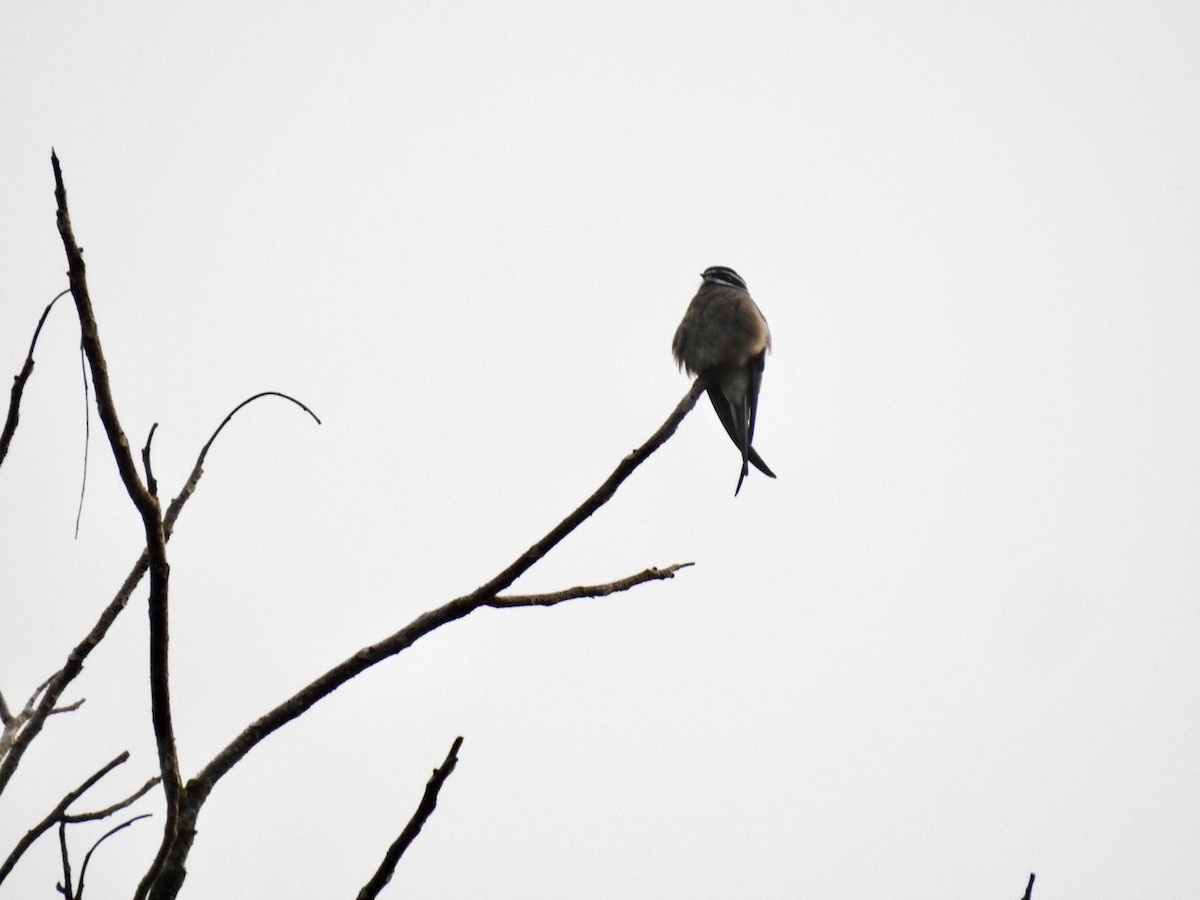 Whiskered Treeswift - ML645649707