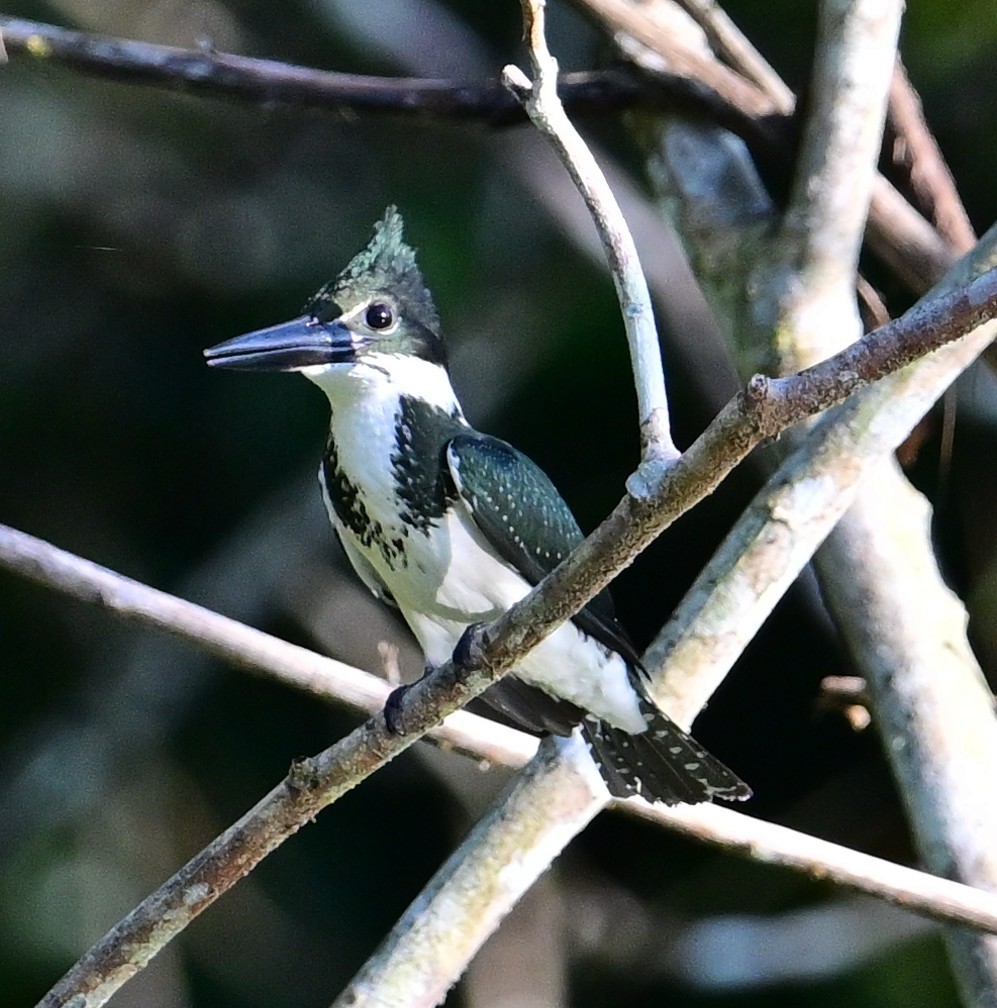 Amazon Kingfisher - ML645649709
