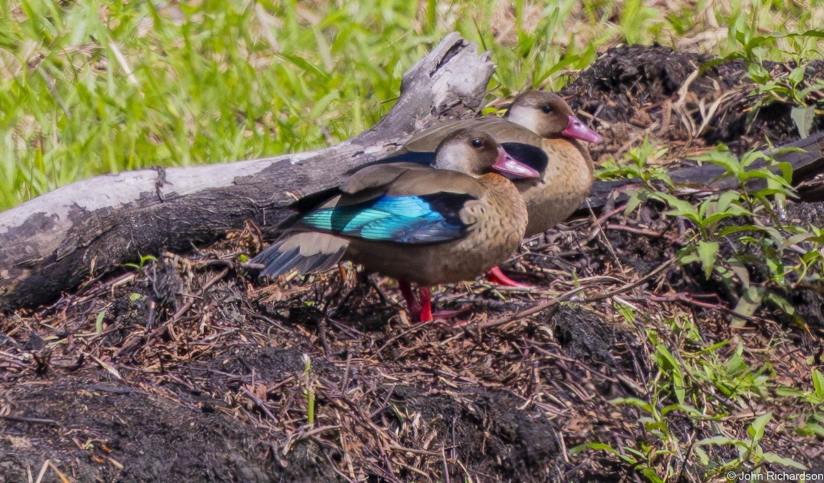 Brazilian Teal - ML645649740