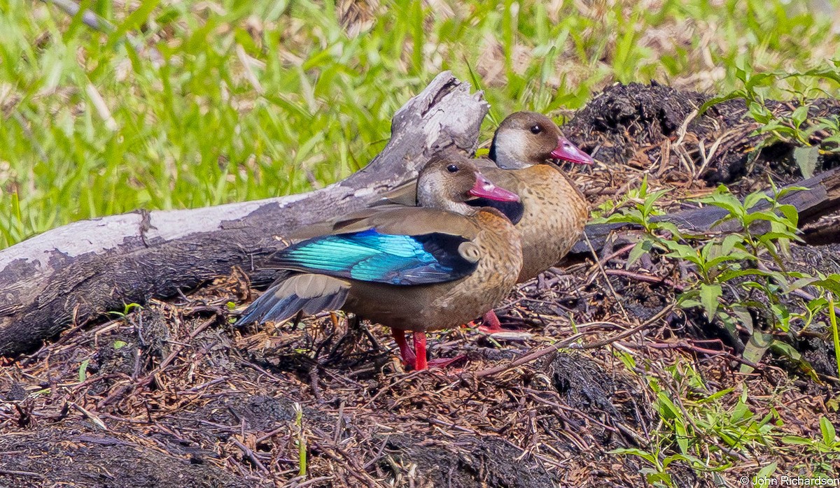 Brazilian Teal - ML645649741
