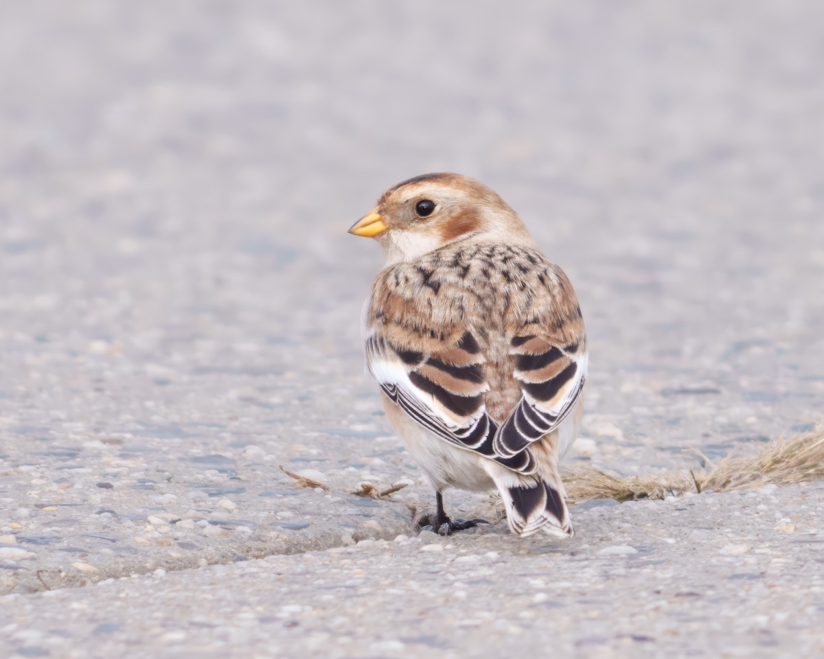 Snow Bunting - ML645649749