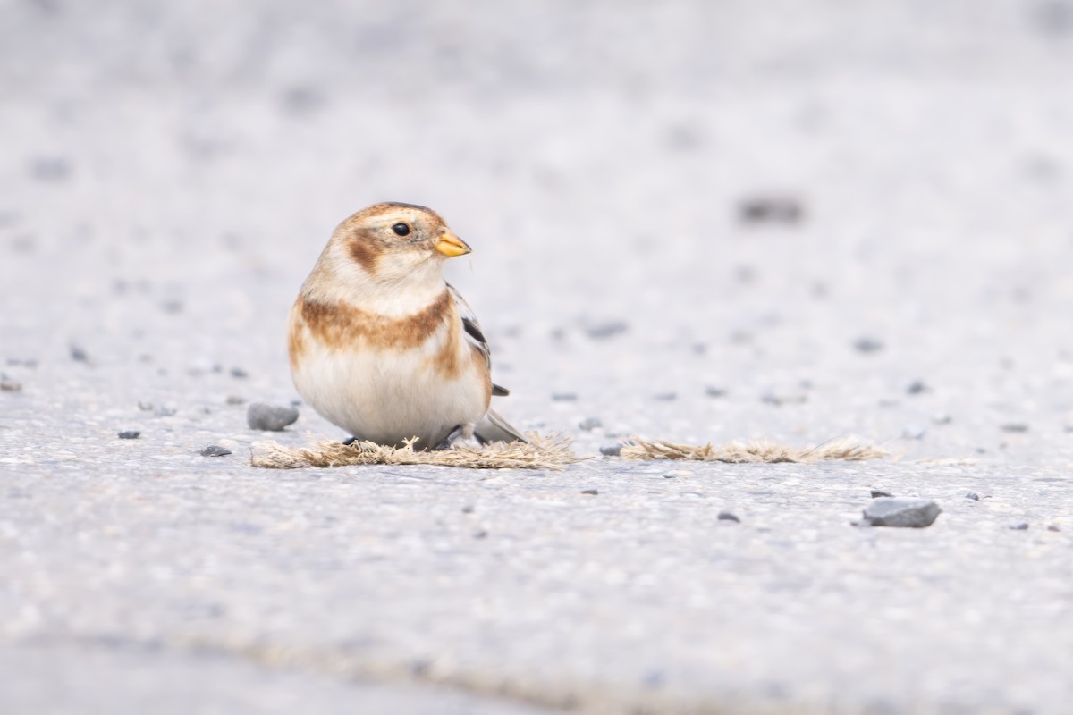 Snow Bunting - ML645649750
