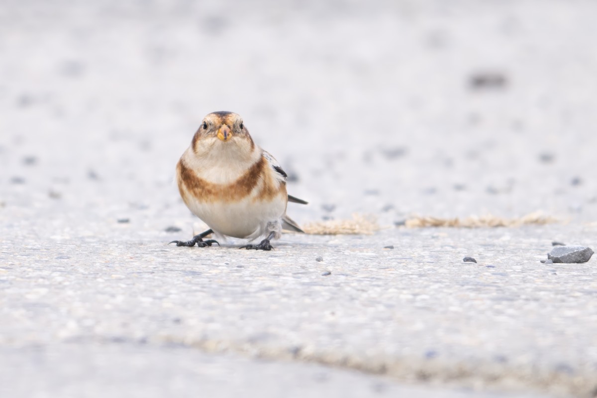 Snow Bunting - ML645649751