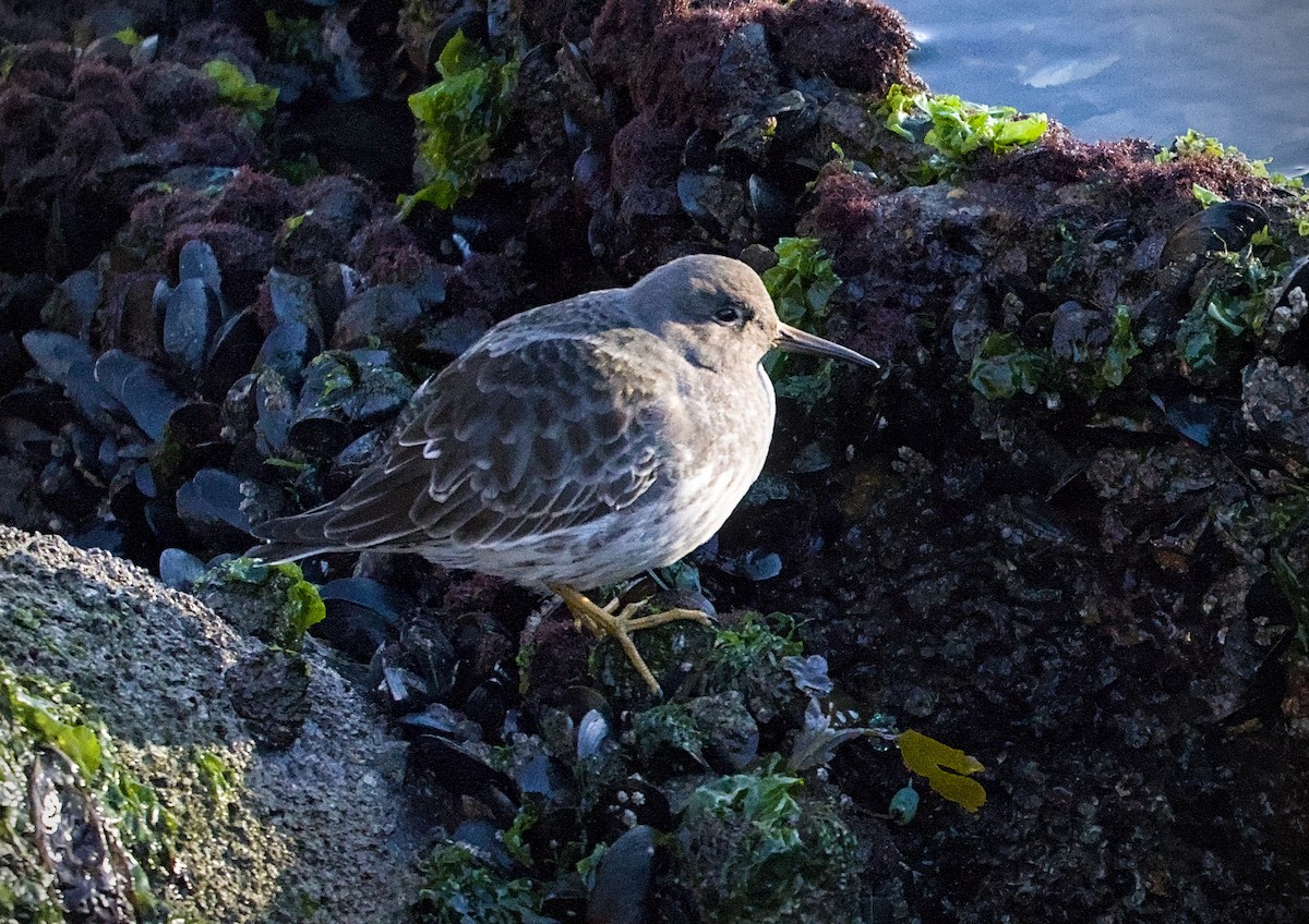 Purple Sandpiper - ML645649760