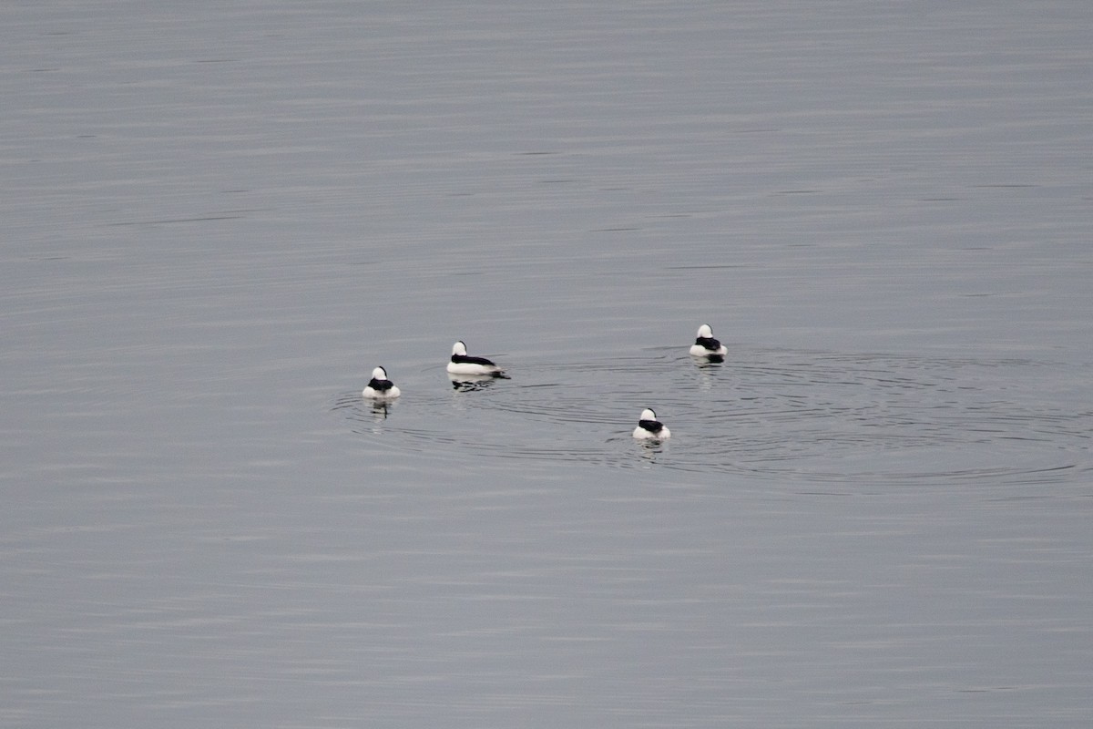 Bufflehead - ML645649762