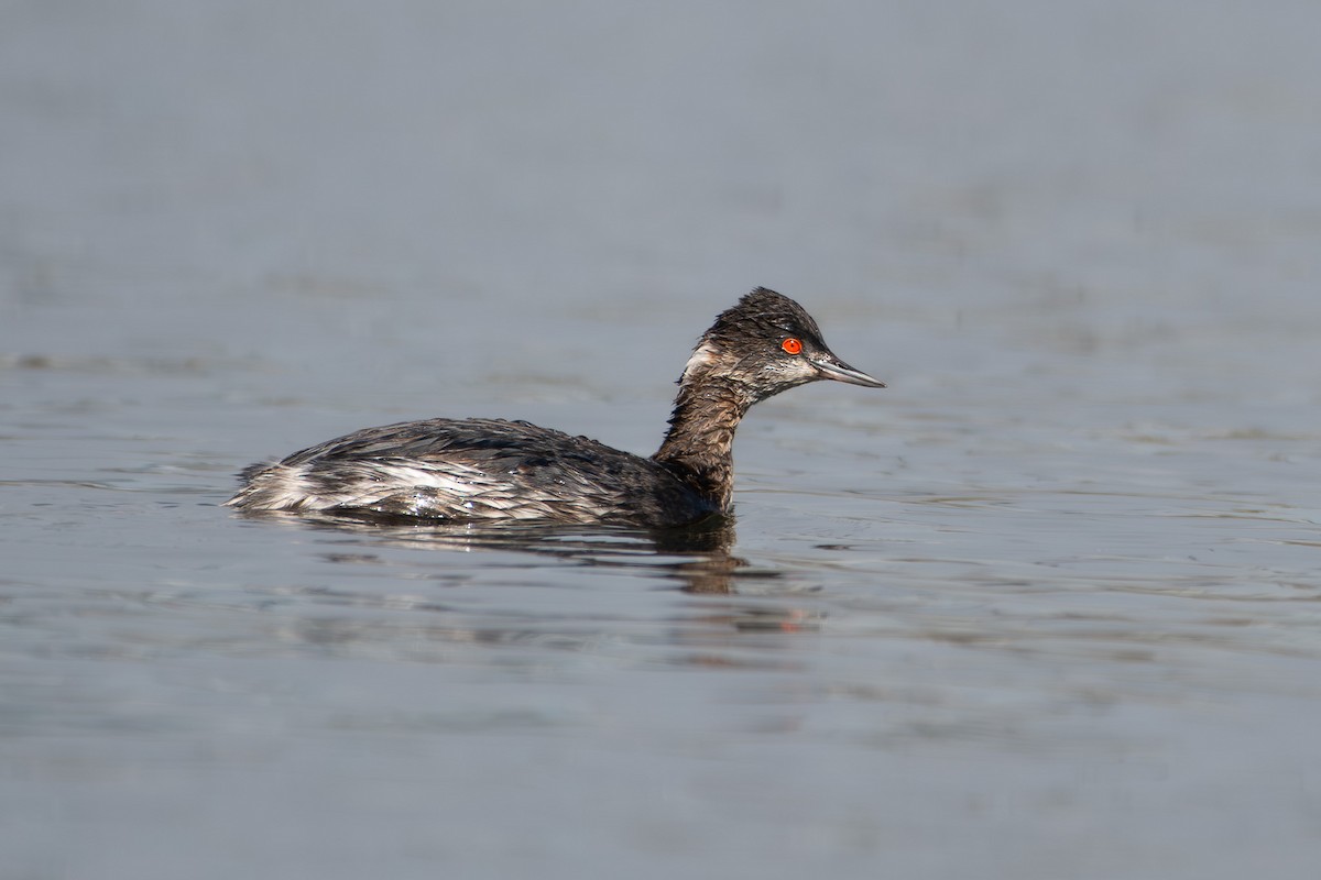 Eared Grebe - ML645649763
