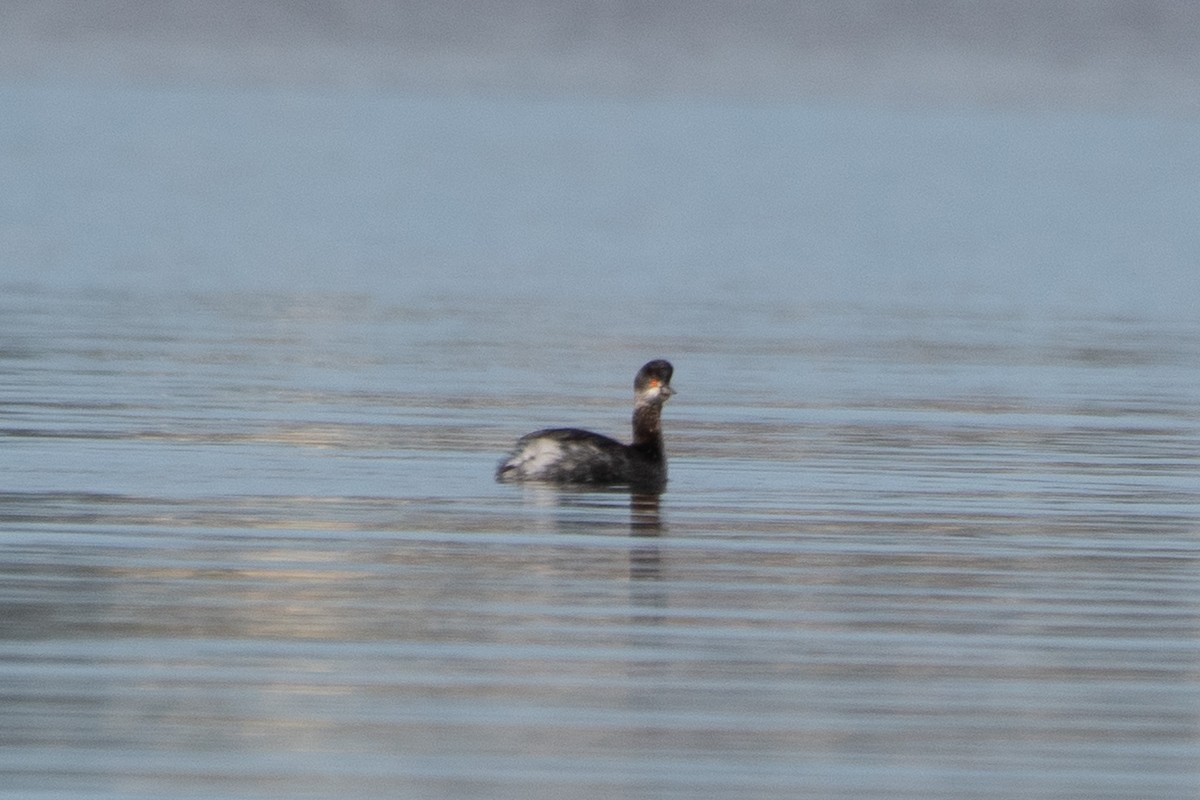 Eared Grebe - ML645649764