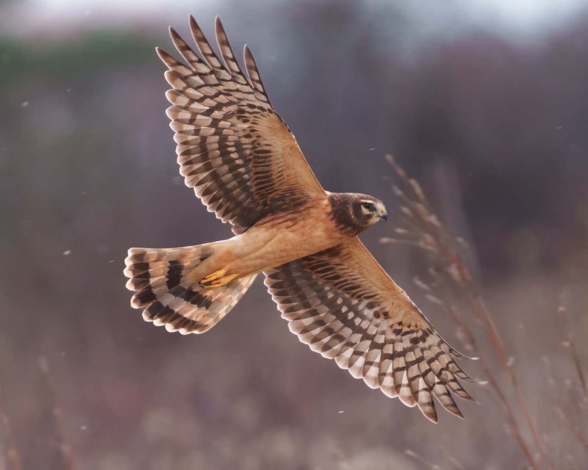 Northern Harrier - ML645649765