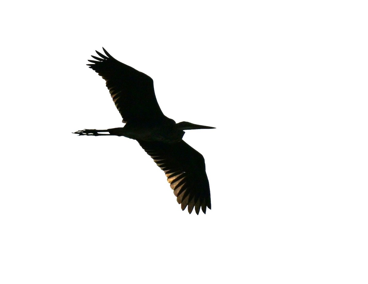 Purple Heron - ML645649766