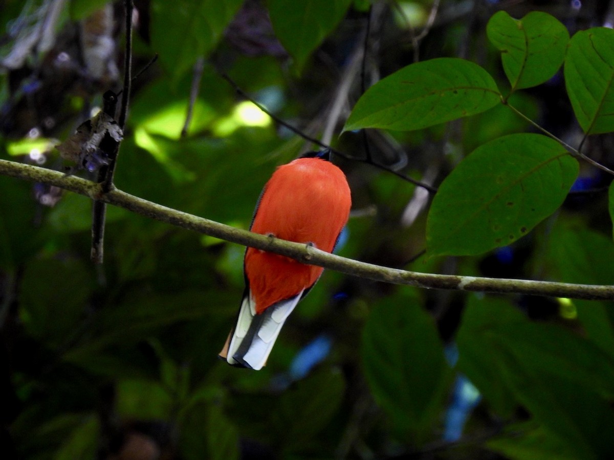 Scarlet-rumped Trogon - ML645649771