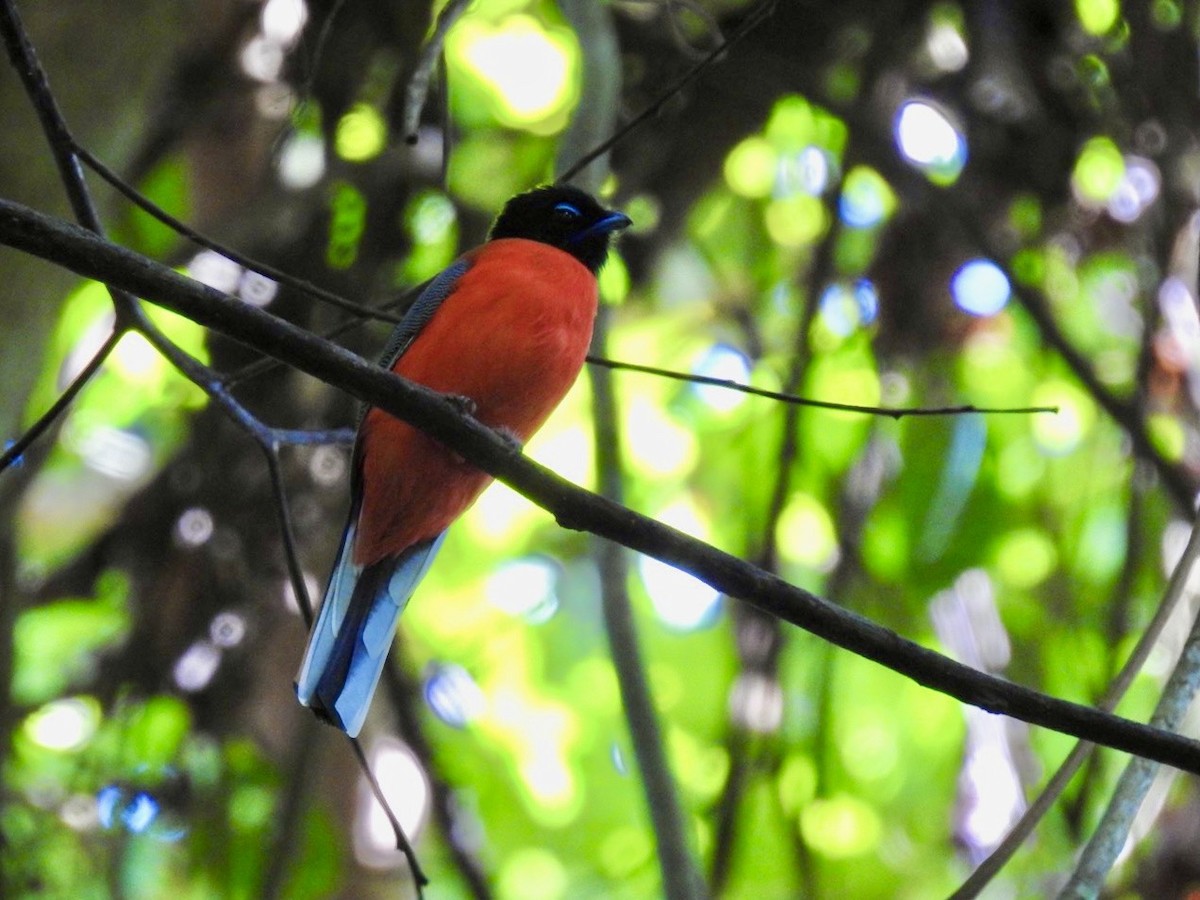 Scarlet-rumped Trogon - ML645649773