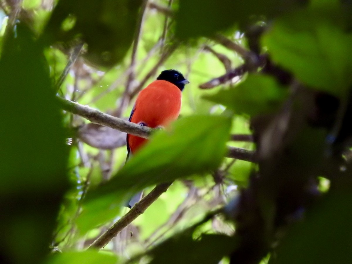 Scarlet-rumped Trogon - ML645649774