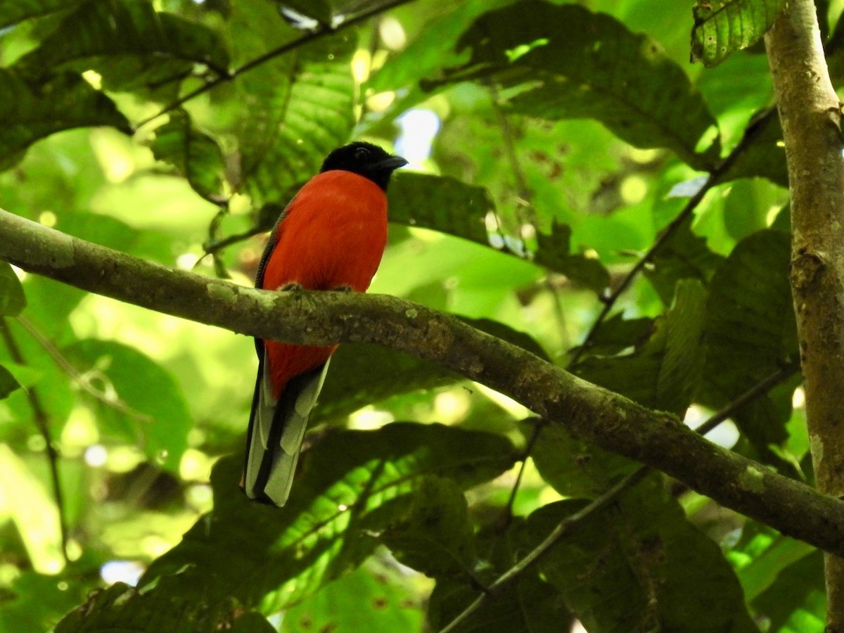 Scarlet-rumped Trogon - ML645649776
