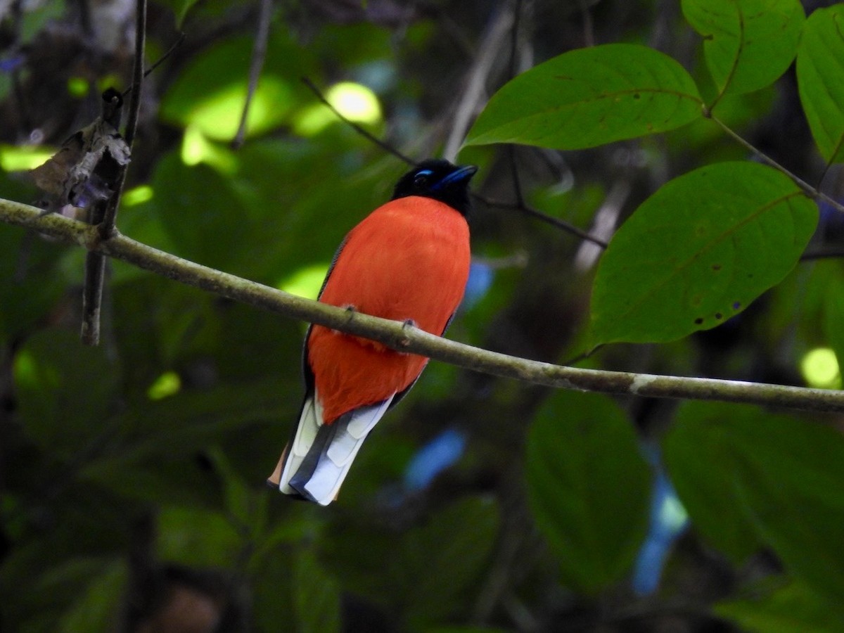 Scarlet-rumped Trogon - ML645649777
