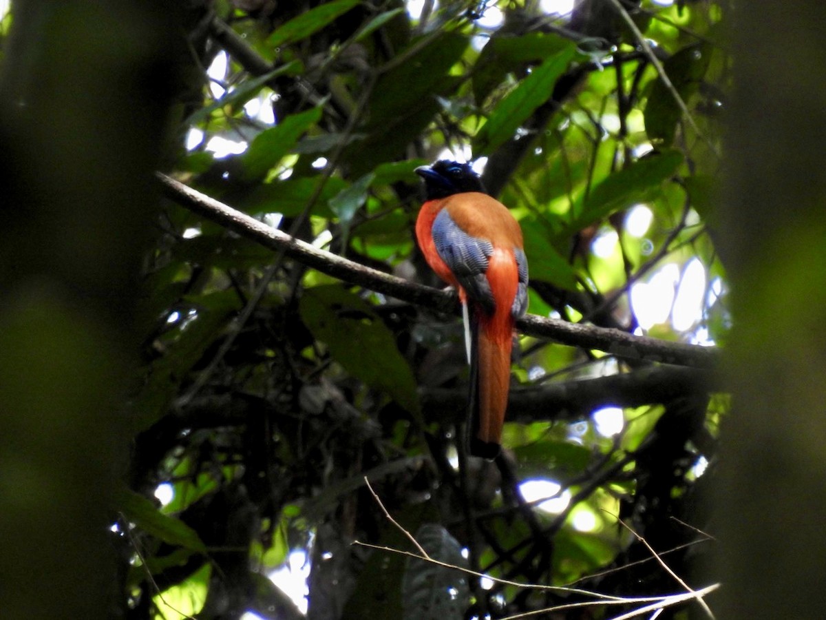 Scarlet-rumped Trogon - ML645649778