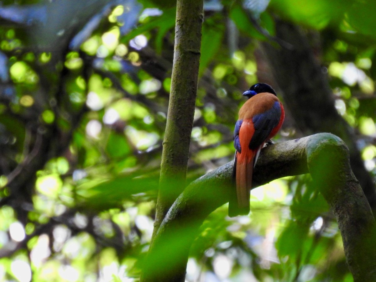 Scarlet-rumped Trogon - ML645649779